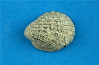 藏品(漁舟蜑螺)的圖片